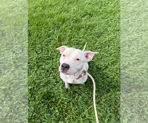 Snow - Female American Staffordshire Terrier-Eurasier Mix Dog for Adoption - Photo #2