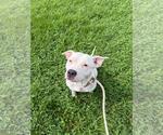 Small Photo #2 American Staffordshire Terrier-Eurasier Mix Puppy For Sale in Front Royal, VA, USA