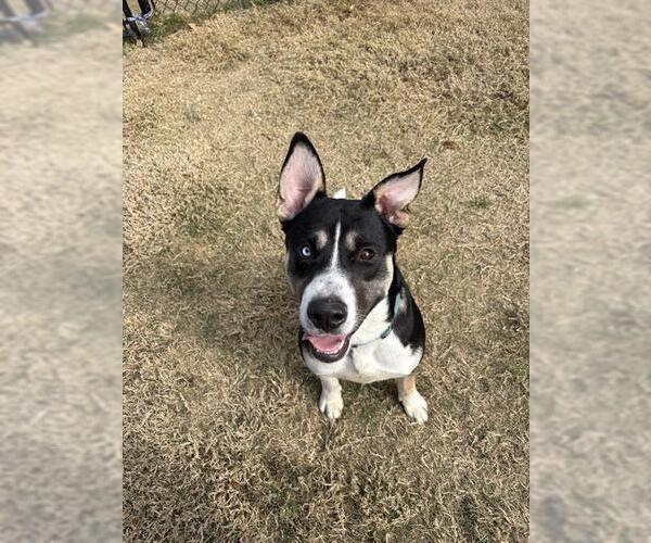 Medium Photo #1 Siberian Husky-Unknown Mix Puppy For Sale in Temple, TX, USA