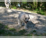 Small #13 Akbash Dog