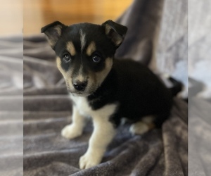 German Shepherd Dog-Siberian Husky Mix Puppy for sale in NORTH BLOOMFIELD, OH, USA