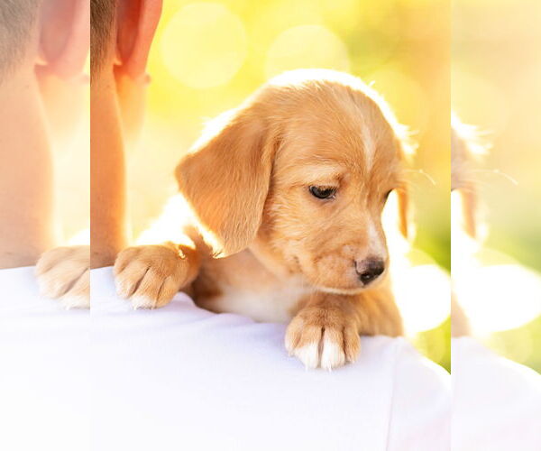 Medium Photo #7 Dachshund Puppy For Sale in Corona, CA, USA