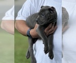 Small Photo #13 Cane Corso Puppy For Sale in ANDERSON, IN, USA