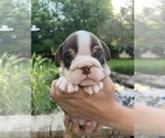 Small #8 English Bulldog