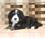 Small #1 Bernedoodle (Miniature)