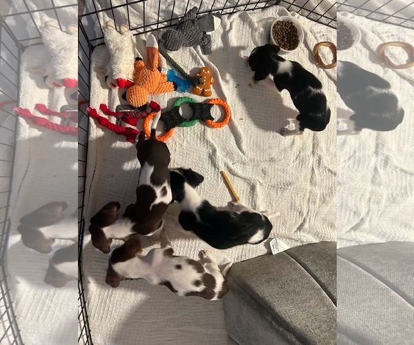 Medium Photo #3 Dachshund-Unknown Mix Puppy For Sale in Sandy, UT, USA