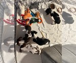 Small Photo #3 Dachshund-Unknown Mix Puppy For Sale in Sandy, UT, USA
