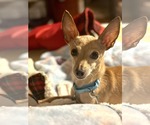 Small #11 Chihuahua