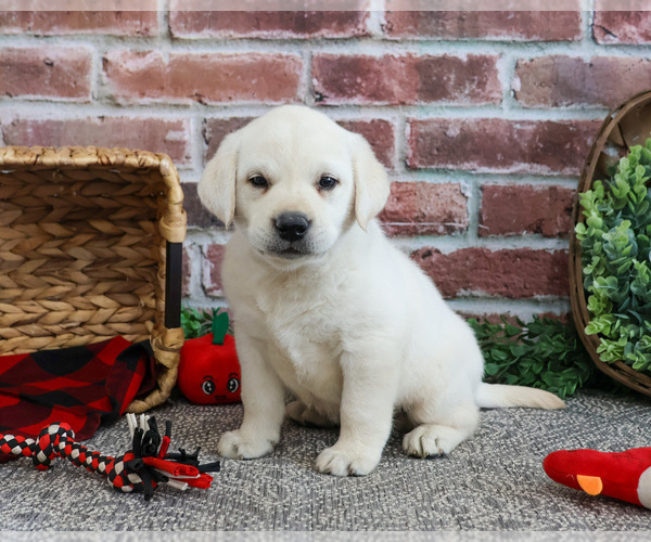 Medium Photo #6 Labrador Retriever Puppy For Sale in SYRACUSE, IN, USA