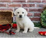 Small #5 Labrador Retriever
