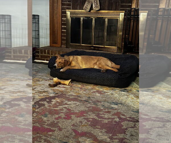 Medium Photo #2 Carolina Dog-Labrador Retriever Mix Puppy For Sale in Aurora, IN, USA