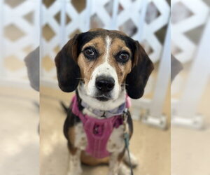 Beagle Dogs for adoption in Mundelein, IL, USA