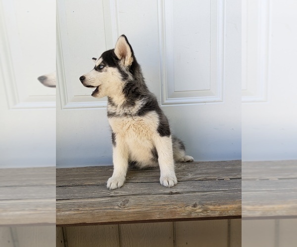 Medium Photo #8 Siberian Husky Puppy For Sale in TONOPAH, NV, USA