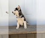 Small Photo #8 Siberian Husky Puppy For Sale in TONOPAH, NV, USA