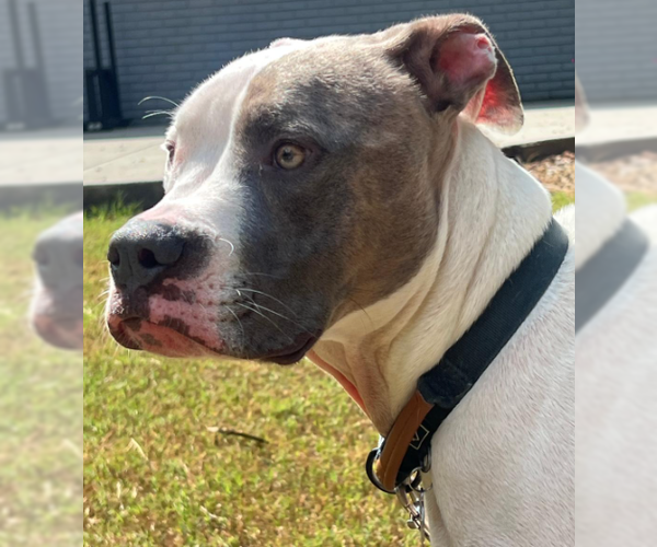 Medium Photo #5 American Staffordshire Terrier-Unknown Mix Puppy For Sale in Decatur, GA, USA