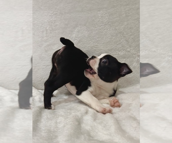 Medium Photo #10 Boston Terrier Puppy For Sale in SNOHOMISH, WA, USA