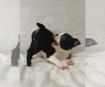 Small Photo #10 Boston Terrier Puppy For Sale in SNOHOMISH, WA, USA