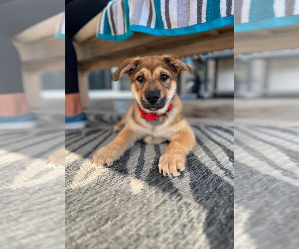 Medium Photo #16 Mutt Puppy For Sale in Lake Forest, CA, USA