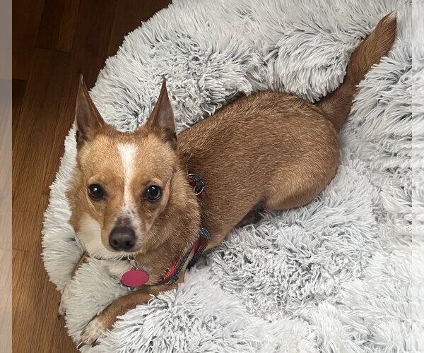 Medium Photo #2 Chihuahua Puppy For Sale in Bellevue, WA, USA