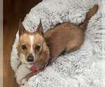 Small #1 Chihuahua