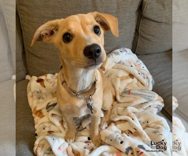Medium Photo #7 Labrador Retriever-Unknown Mix Puppy For Sale in Washington, DC, USA