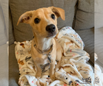 Small #6 Labrador Retriever Mix