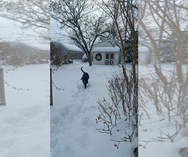 Medium Photo #4 Mutt Puppy For Sale in Germantown, OH, USA