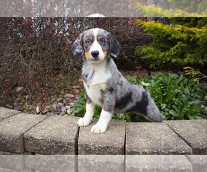 Beagle-Miniature Australian Shepherd Mix Puppy for sale in SUGARCREEK, OH, USA