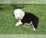 Image preview for Ad Listing. Nickname: AKC Billy