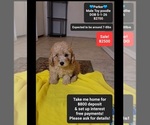 Image preview for Ad Listing. Nickname: Parker