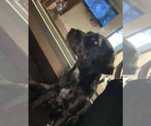 Bossi-Poo Dogs for adoption in Escondido, CA, USA