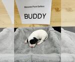 Puppy Buddy English Setter