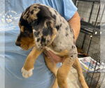 Small #1 Catahoula Leopard Dog-Labrador Retriever Mix