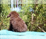 Small #30 ShihPoo