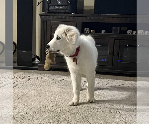 Medium Photo #5 Great Pyrenees Puppy For Sale in Spring, TX, USA