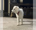 Small #4 Great Pyrenees
