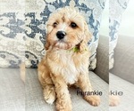 Puppy 6 Cavapoo