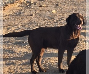 Father of the Labrador Retriever puppies born on 08/31/2026
