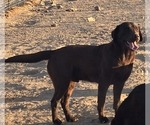 Small Photo #1 Labrador Retriever Puppy For Sale in COLCORD, OK, USA