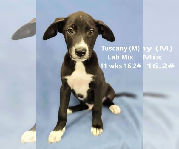 Medium Photo #4 Labrador Retriever-Unknown Mix Puppy For Sale in pomfret, CT, USA