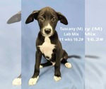 Small #3 Labrador Retriever Mix