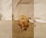 Small Photo #1 Labrador Retriever Puppy For Sale in LOVELAND, CO, USA