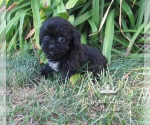 ShihPoo Puppy for sale in LE MARS, IA, USA