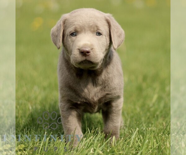 Medium Photo #1 Labrador Retriever Puppy For Sale in COATESVILLE, PA, USA
