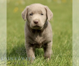 Labrador Retriever Puppy for sale in COATESVILLE, PA, USA