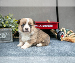 Puppy Caramel Pembroke Welsh Corgi