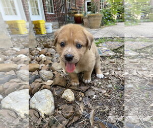 Labrador Retriever-Unknown Mix Dogs for adoption in The Woodlands, TX, USA