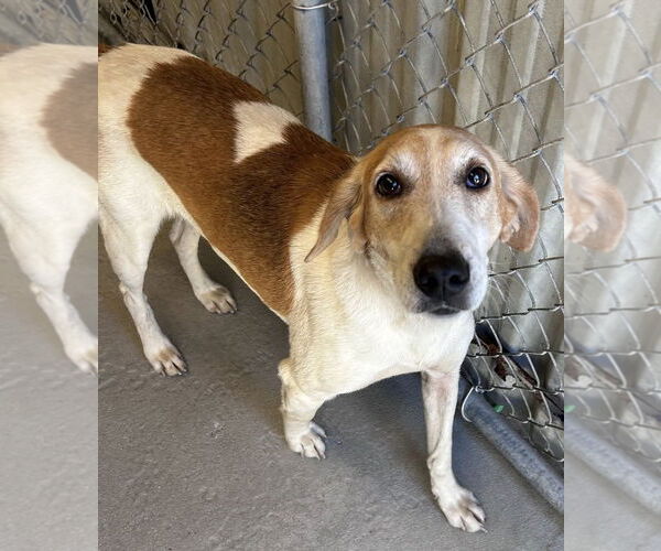 Medium Photo #4 Mutt Puppy For Sale in North Myrtle Beach, SC, USA