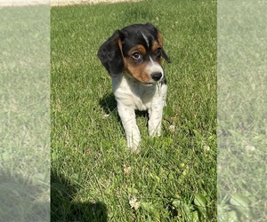 Beagle Puppy for sale in NEW VIENNA, IA, USA