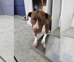 Mutt Dogs for adoption in Bakersfield, CA, USA